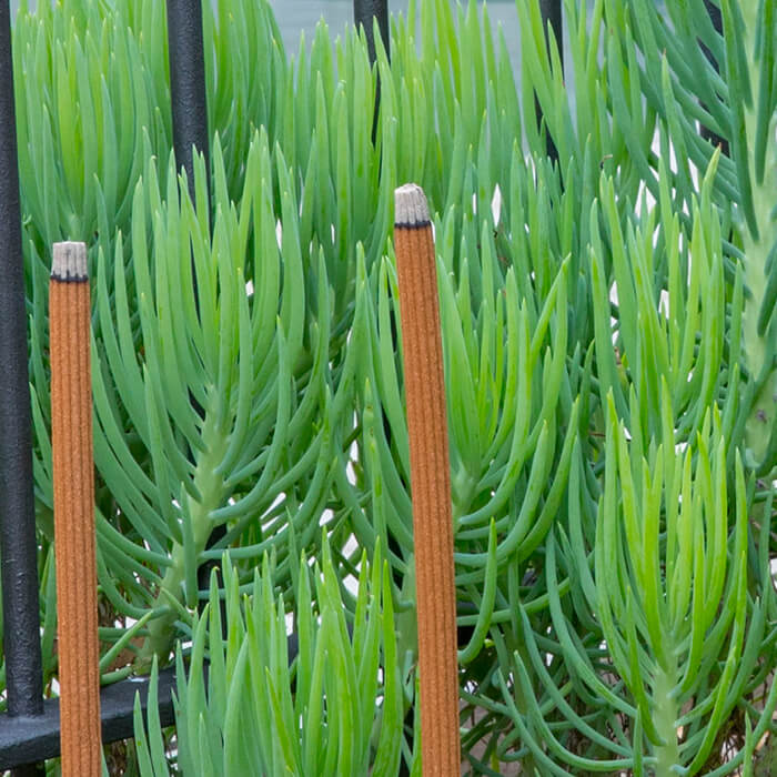 SANDALWOOD INCENSE STICKS WITH EUCALYPTUS & CITRONELLA 12PACK
