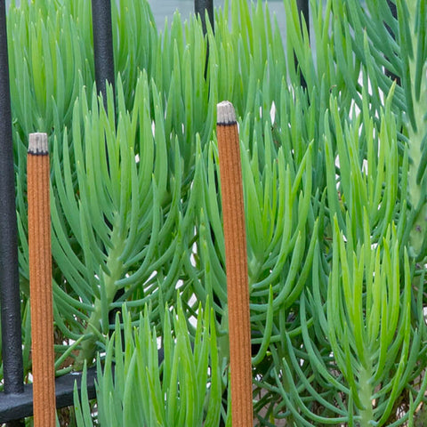 SANDALWOOD INCENSE STICKS WITH EUCALYPTUS & CITRONELLA 12PACK